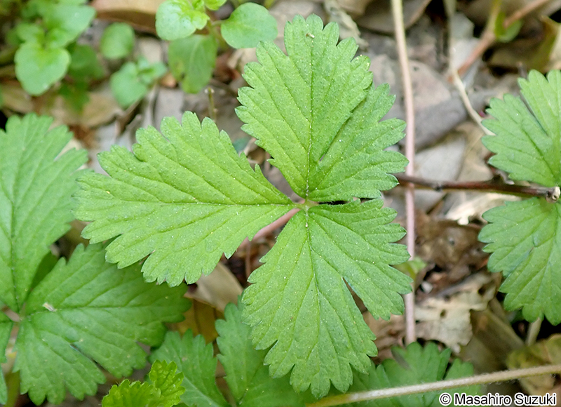 ヘビイチゴ Potentilla hebiichigo
