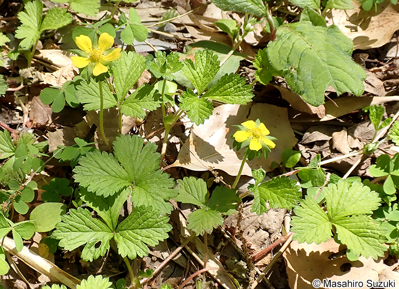 ヘビイチゴ Potentilla hebiichigo