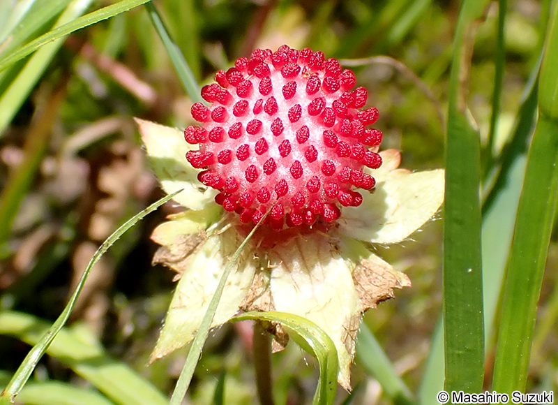 ヘビイチゴの果実
