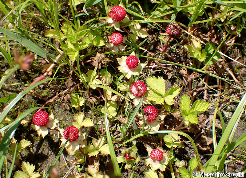 ヘビイチゴの果実