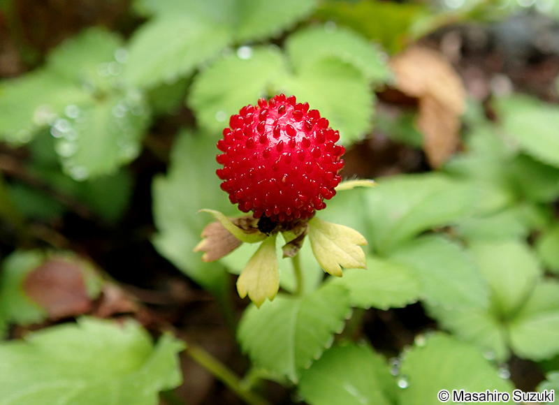 ヘビイチゴ Potentilla hebiichigo