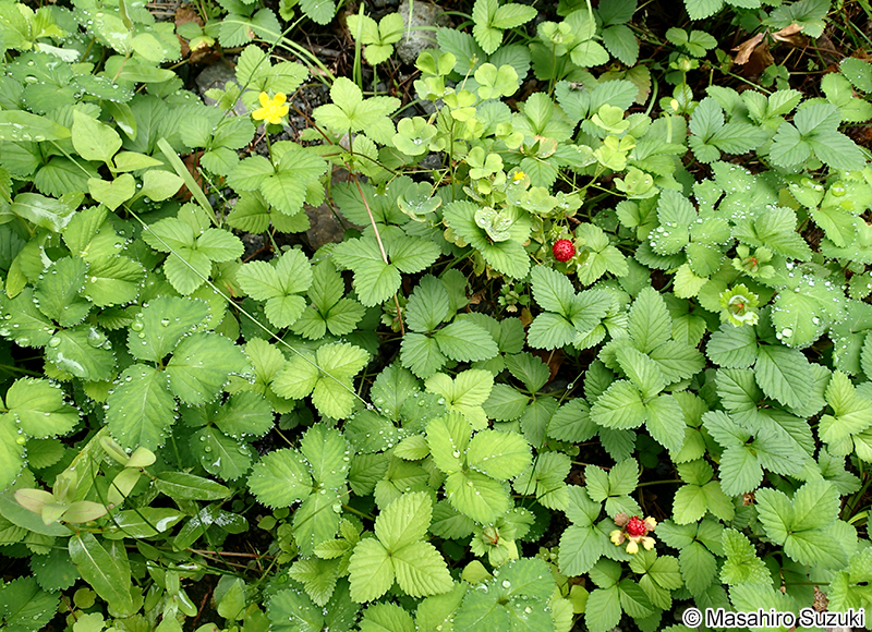 ヘビイチゴ Potentilla hebiichigo
