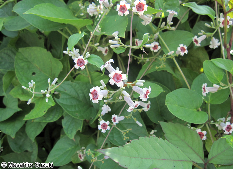 ヘクソカズラ Paederia foetida