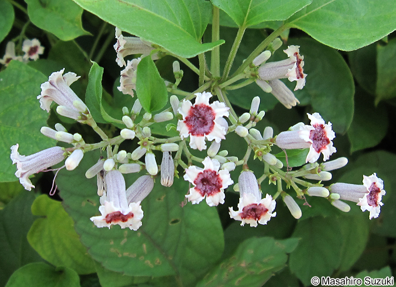 ヘクソカズラの花