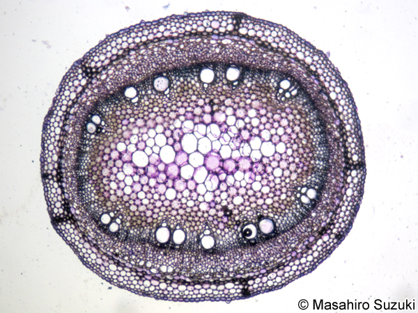 ヘクソカズラの茎の横断面/></td>
  </tr>
		<tr>
		  <td class=