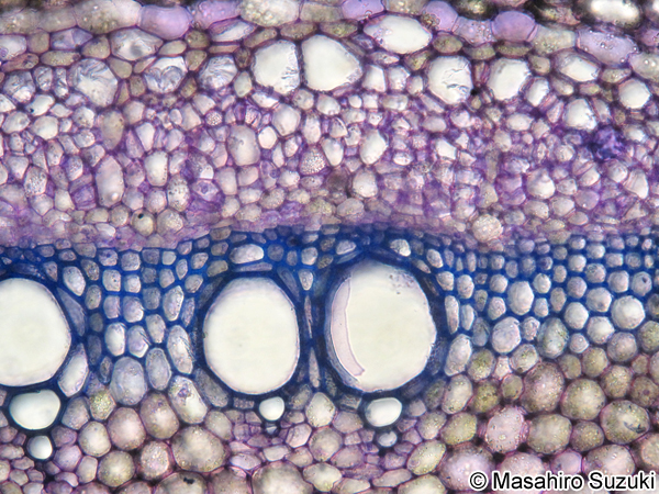 ヘクソカズラの茎の維管束
