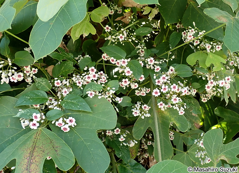 ヘクソカズラ Paederia foetida