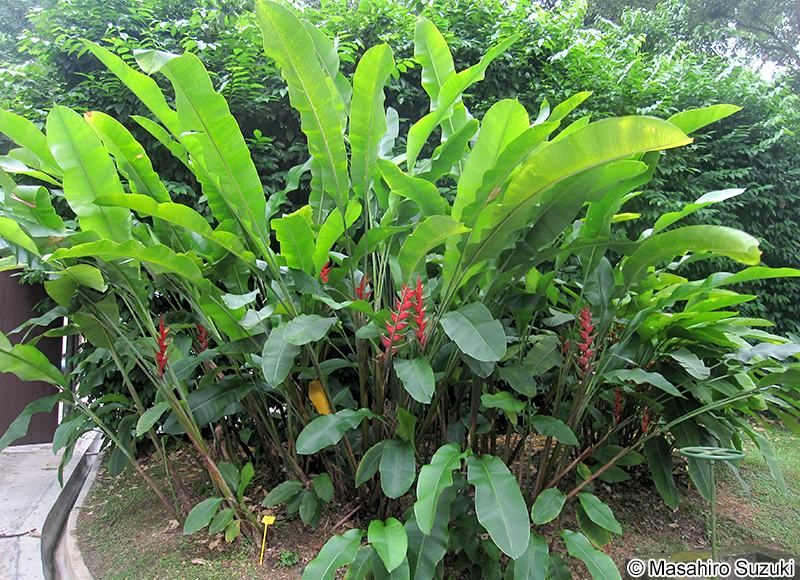 Heliconia bihai x caribaea 'Criswick'