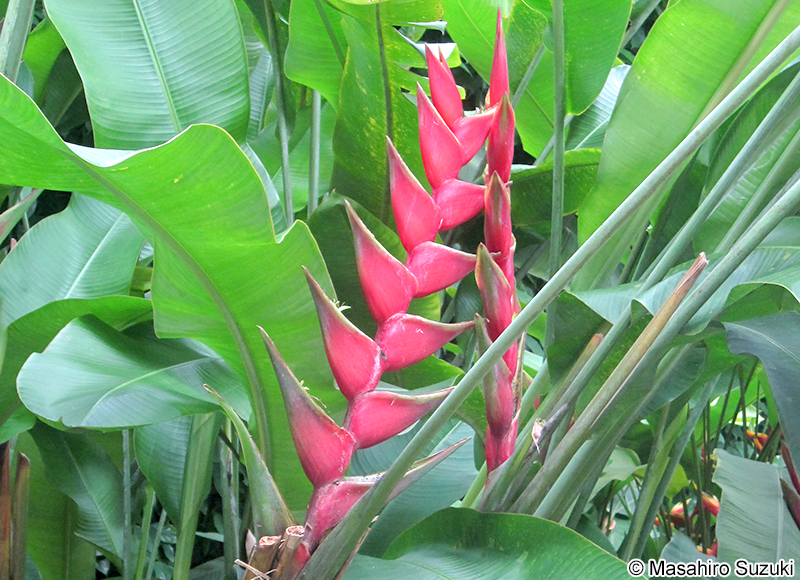 Heliconia bihai x caribaea 'Criswick'