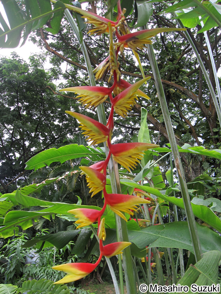 Heliconia chartacea x platystachys 'Temptress'