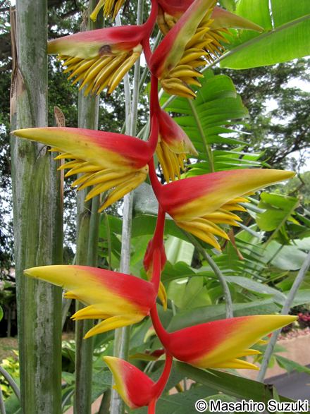 Heliconia chartacea x platystachys 'Temptress'