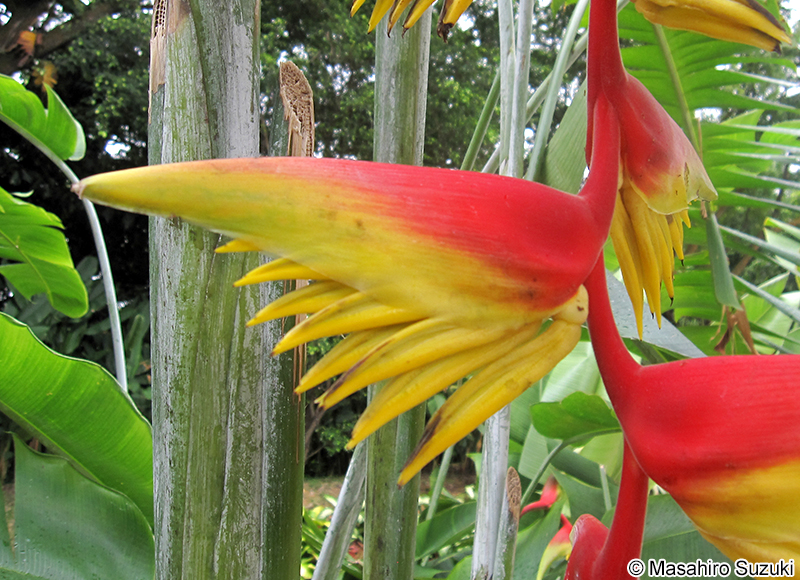 Heliconia chartacea x platystachys 'Temptress'