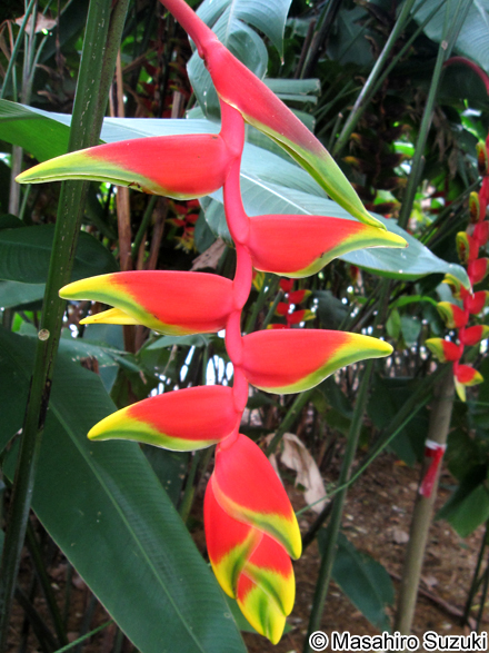 Heliconia rostrata