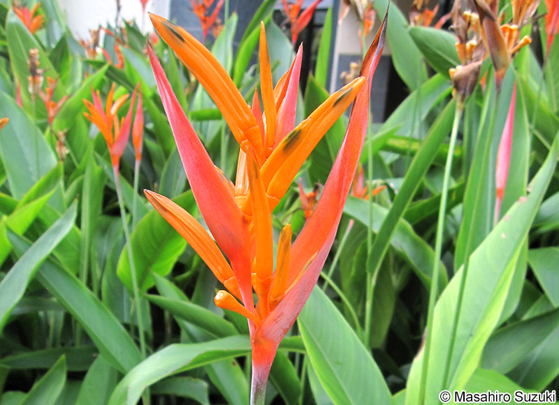 Heliconia spp.