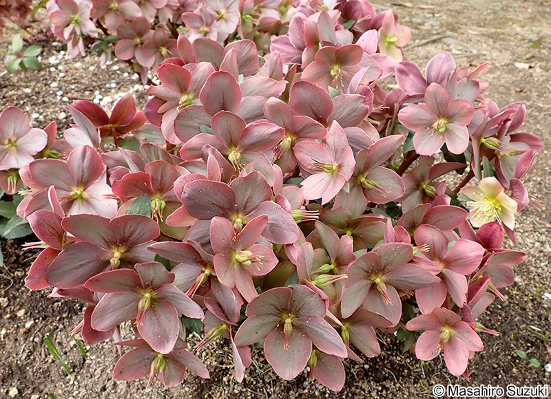 モンテクリスト 'Montecristo'