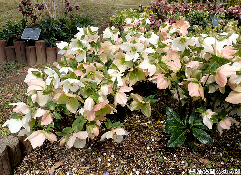 パラデニア 'Paradenia'