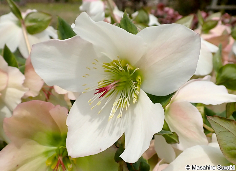 パラデニア 'Paradenia'