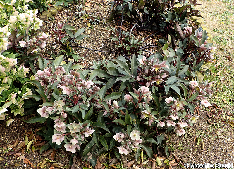 バウトンビューティー 'Boughton Beauty'