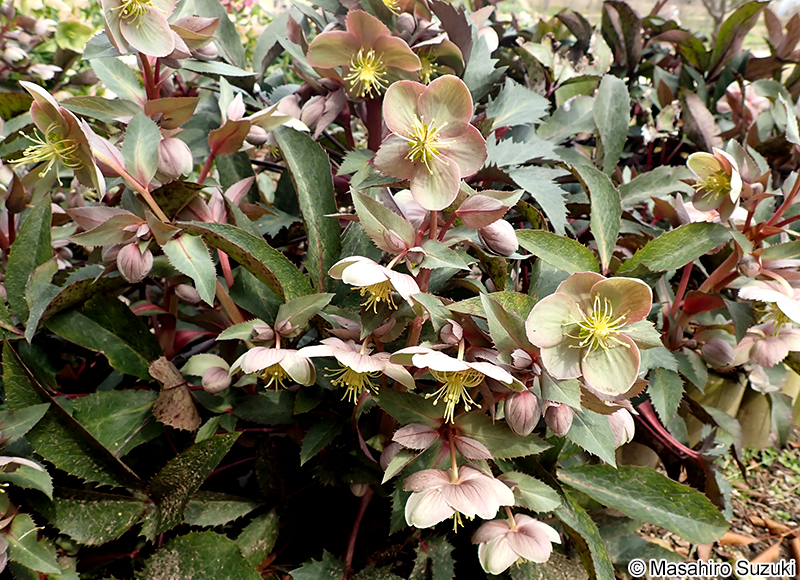 バウトンビューティー 'Boughton Beauty'