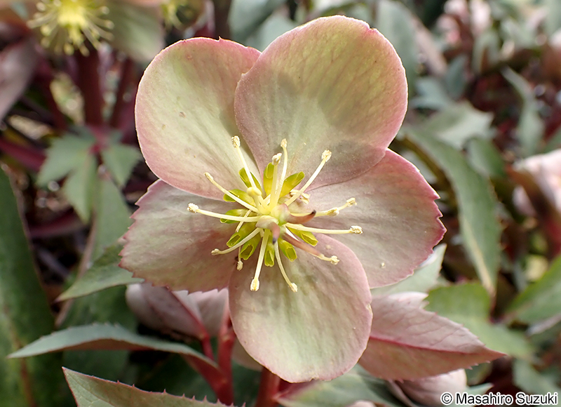 バウトンビューティー 'Boughton Beauty'