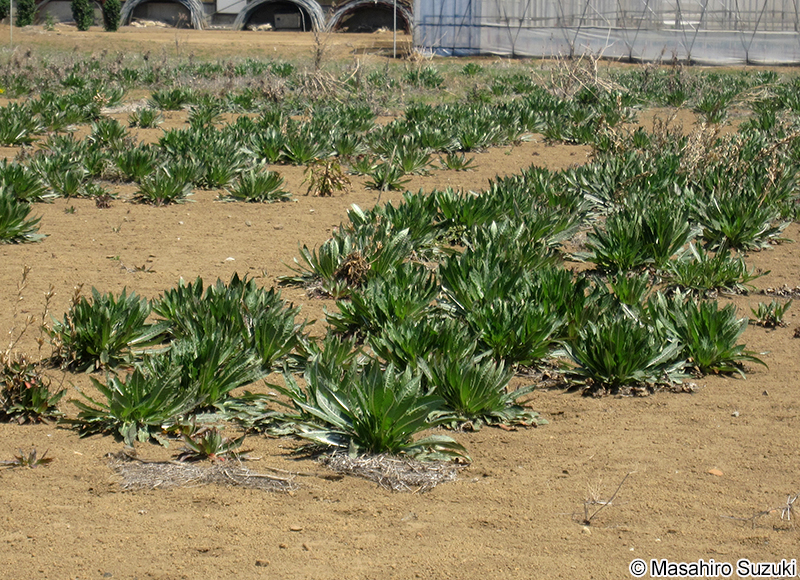 ヘラオオバコ Plantago lanceolata