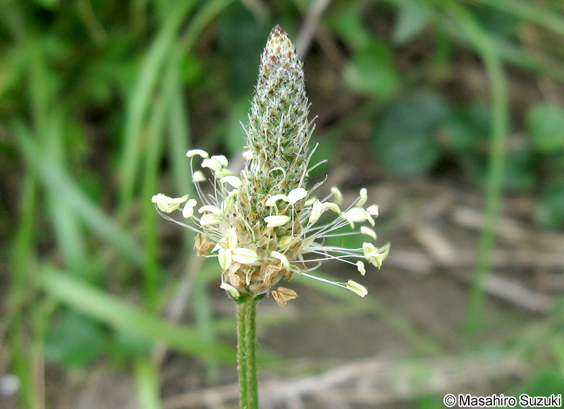 ヘラオオバコ Plantago lanceolata