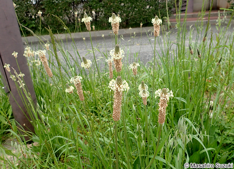 ヘラオオバコ Plantago lanceolata
