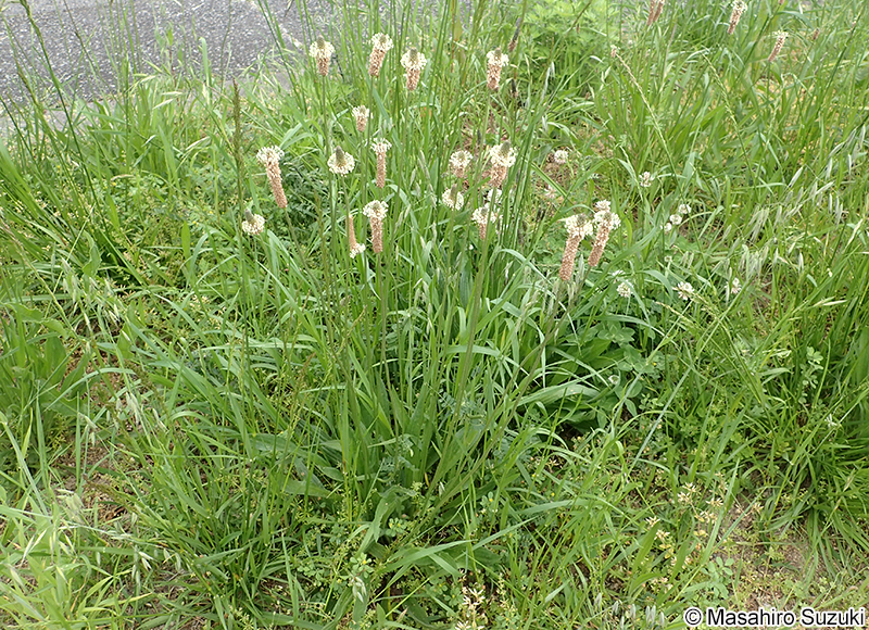 ヘラオオバコ Plantago lanceolata