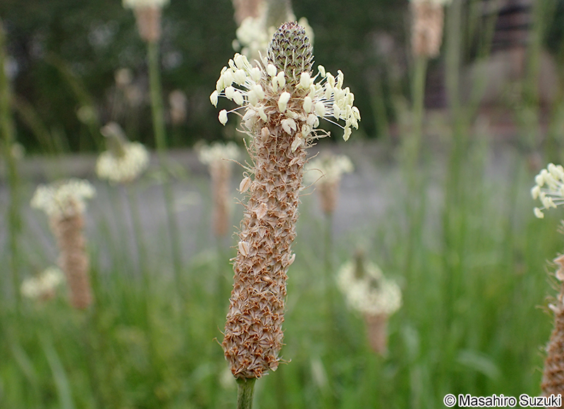 ヘラオオバコ Plantago lanceolata