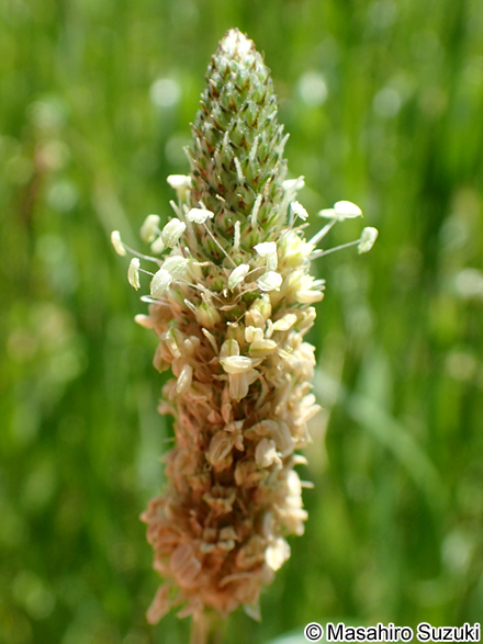 ヘラオオバコ Plantago lanceolata