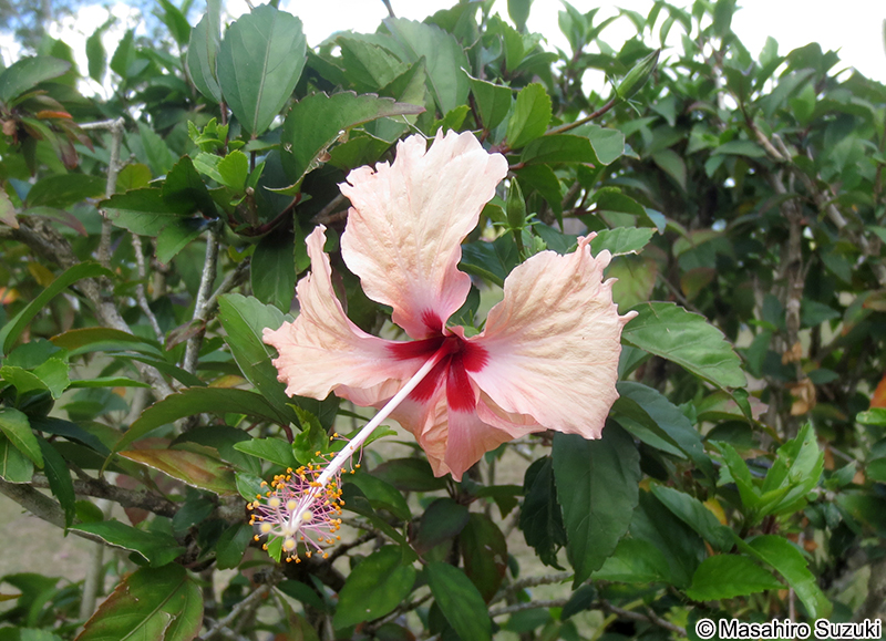 Hibisucus spp.