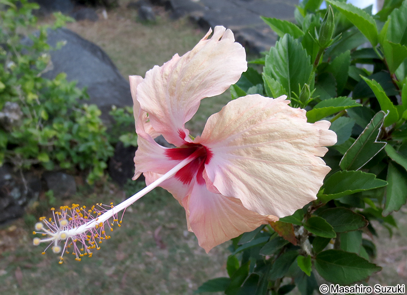 Hibisucus spp.