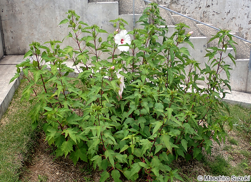 タイタンビカス Hibiscus x titanbicus