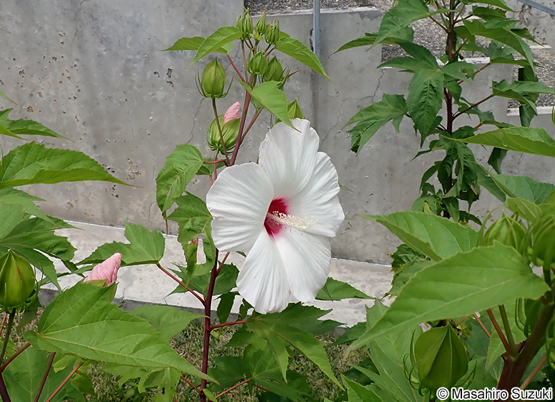 タイタンビカス Hibiscus x titanbicus