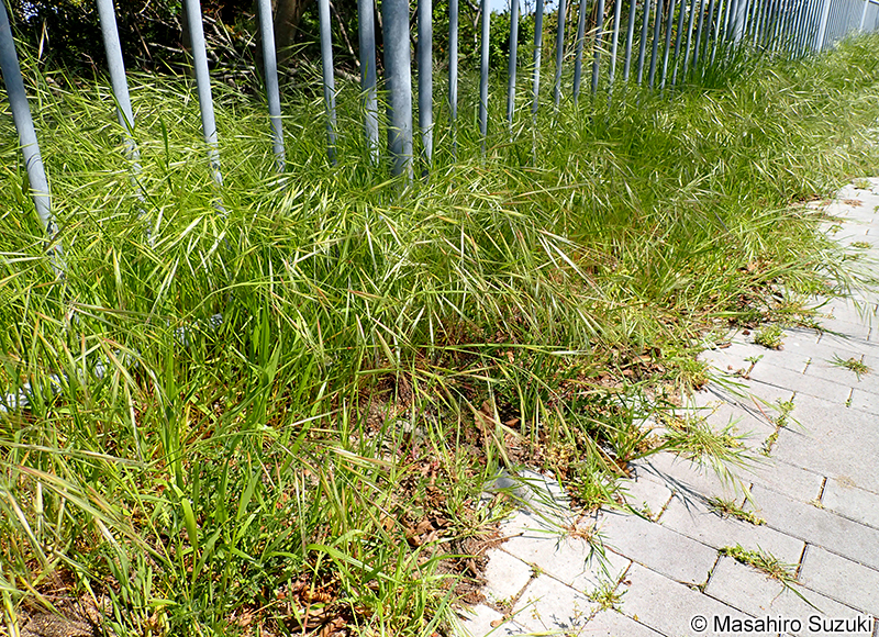 ヒゲナガスズメノチャヒキ Bromus diandrus