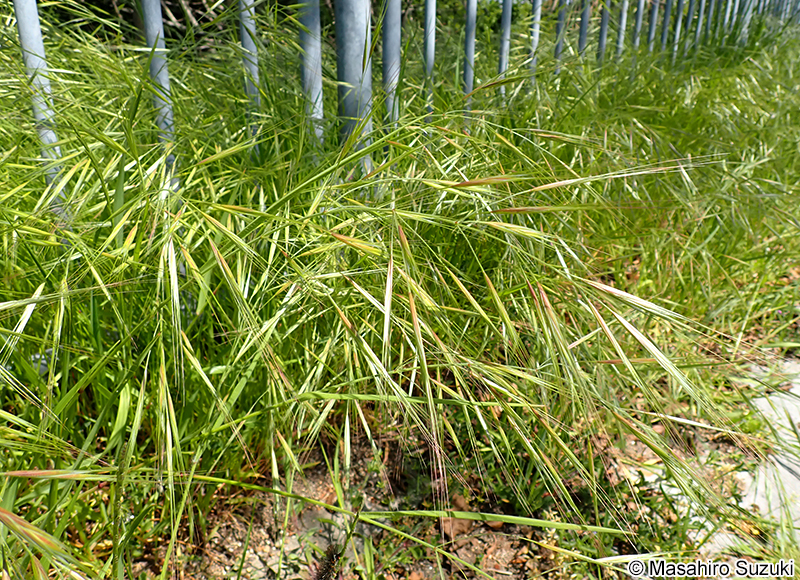 ヒゲナガスズメノチャヒキ Bromus diandrus