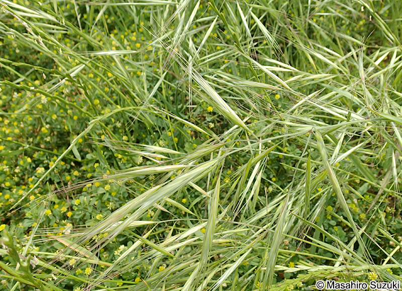 ヒゲナガスズメノチャヒキ Bromus diandrus