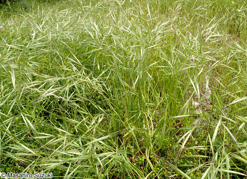 ヒゲナガスズメノチャヒキ Bromus diandrus