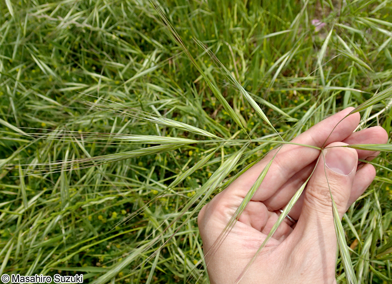 ヒゲナガスズメノチャヒキ Bromus diandrus
