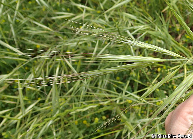 ヒゲナガスズメノチャヒキの小穂