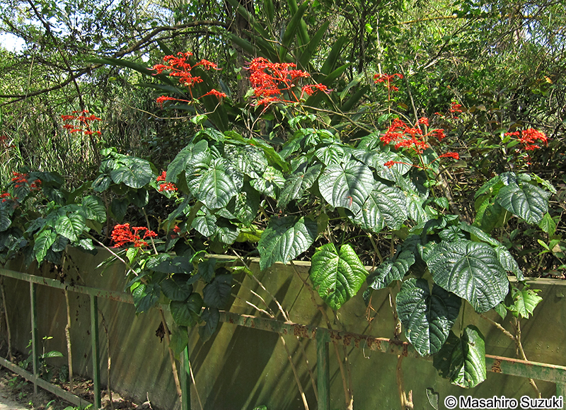 ヒギリ Clerodendrum japonicum