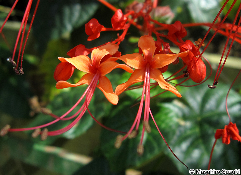 ヒギリ Clerodendrum japonicum