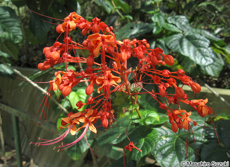 ヒギリ Clerodendrum japonicum