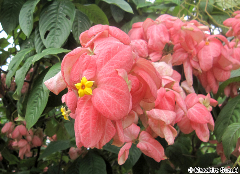 Mussaenda philippica