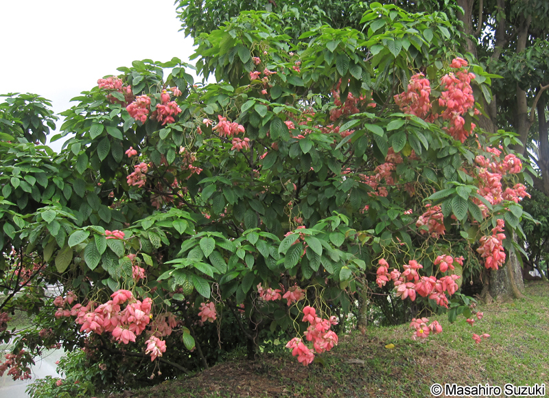 Mussaenda philippica