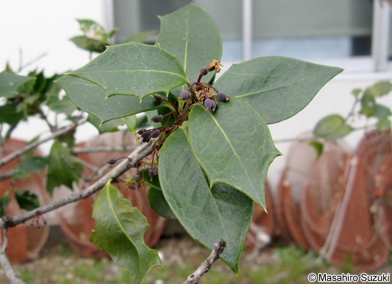 ヒイラギ Osmanthus heterophyllus