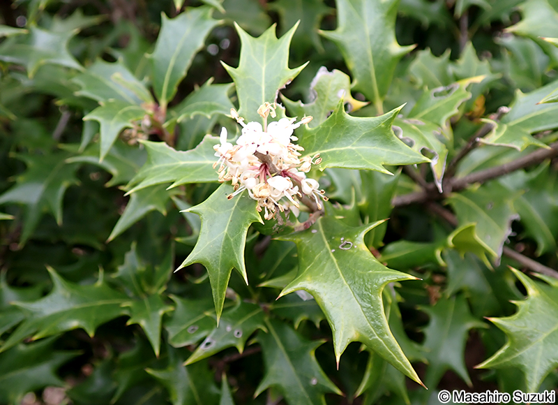 ヒイラギ Osmanthus heterophyllus