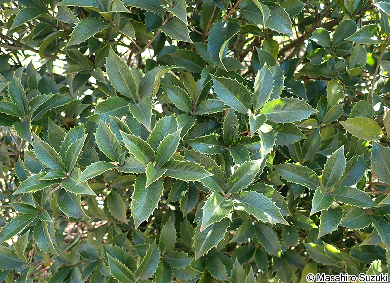 ヒイラギモクセイ Osmanthus x fortunei