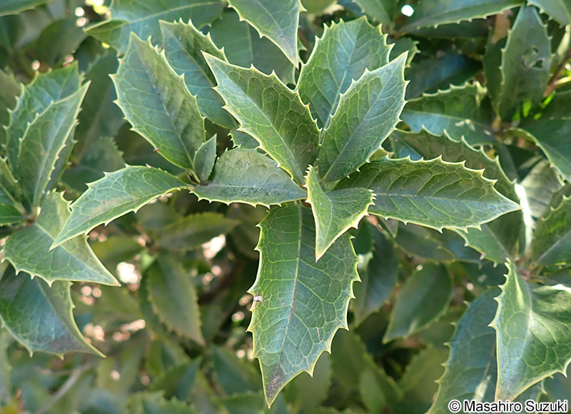 ヒイラギモクセイ Osmanthus x fortunei