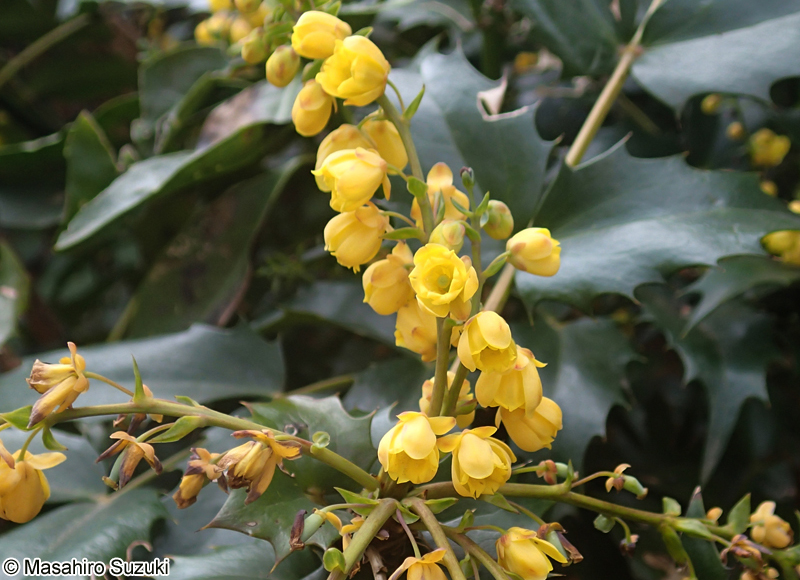 ヒイラギナンテンの花